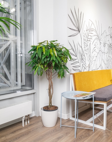 Фикус Амстел Кинг переплетенный 23/120 см Фикус Амстел Кинг переплетенный 23/120 см