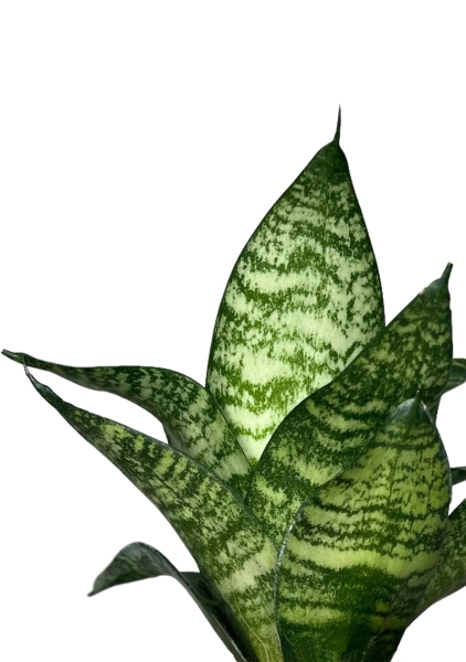 Сансевиерия Форест Стар в OJO