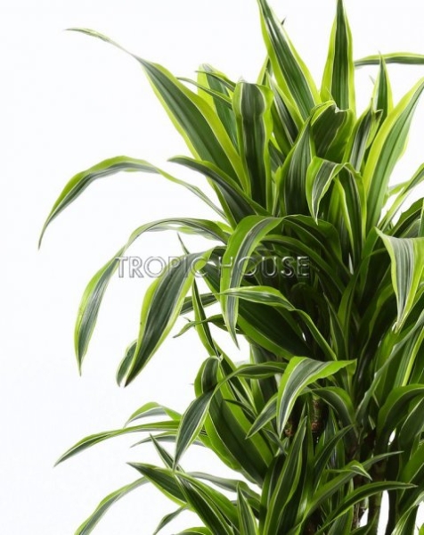 Драцена Лемон Лайм бранч в RONDO 32