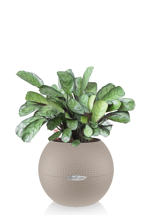 Ктенанта Амагрис в PURO 20, песочно-коричневый 