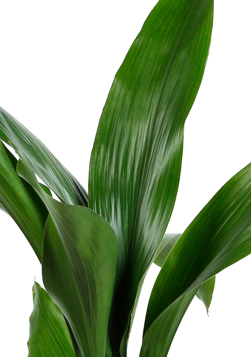 Аспидистра Элатиор 17/70 см