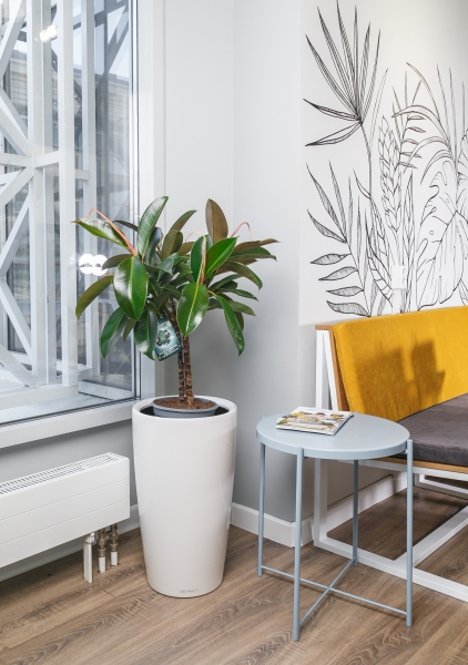 Фикус Эластика Мелани на стволе 21/90 см Фикус Эластика Мелани на стволе 21/90 см