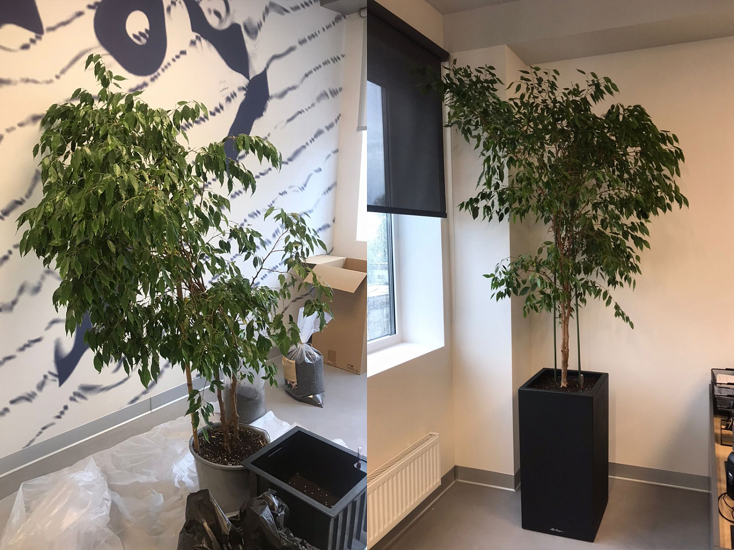 ВЫЕЗДНАЯ ПЕРЕСАДКА РАСТЕНИЙ