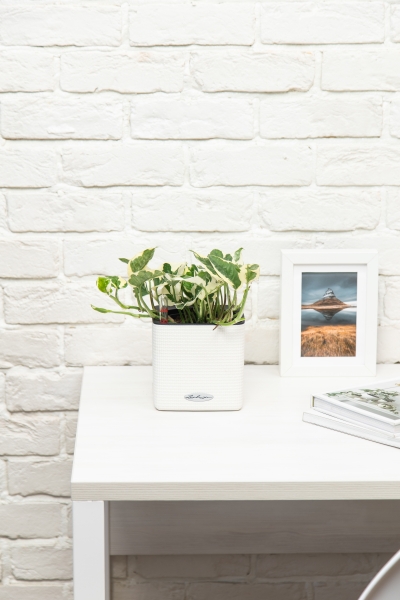 Эпипремнум Энджой в CUBE COLOR 14