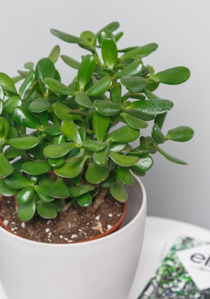 Крассула Овата 17/30 см