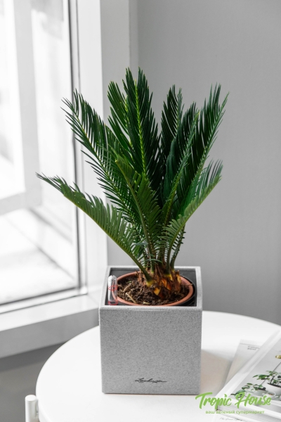 Цикас в CANTO STONE 14 Цикас в CANTO STONE 14