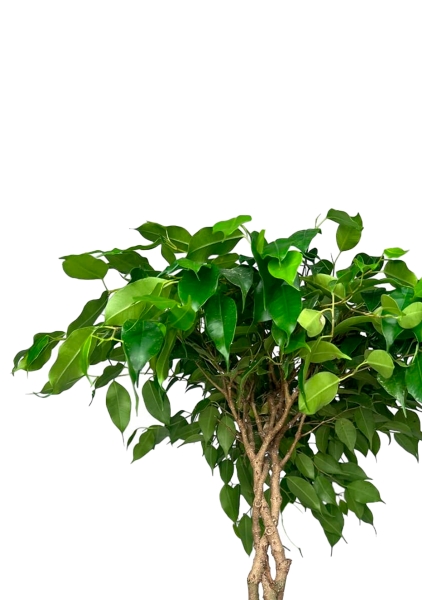 Фикус Бенджамина Тарана 12/40 см Фикус Бенджамина Тарана 12/40 см