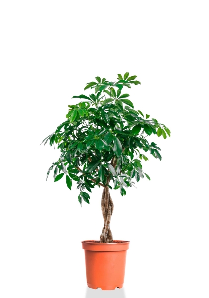 Шеффлера Компакта переплетенная 35/130 см