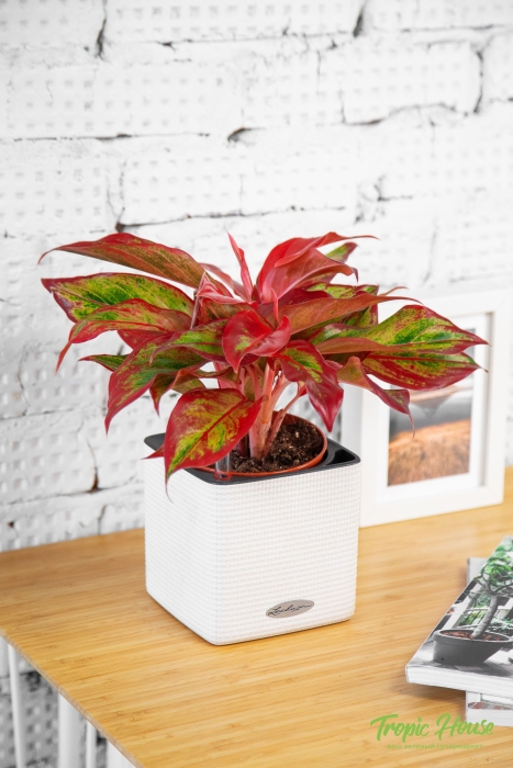 Аглаонема Крит в CUBE Glossy 14