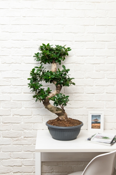 Фикус Микрокарпа Гинсенг 35/110 см