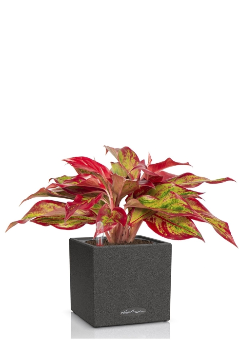 Аглаонема Крит в CANTO STONE 14, графитовый-черный