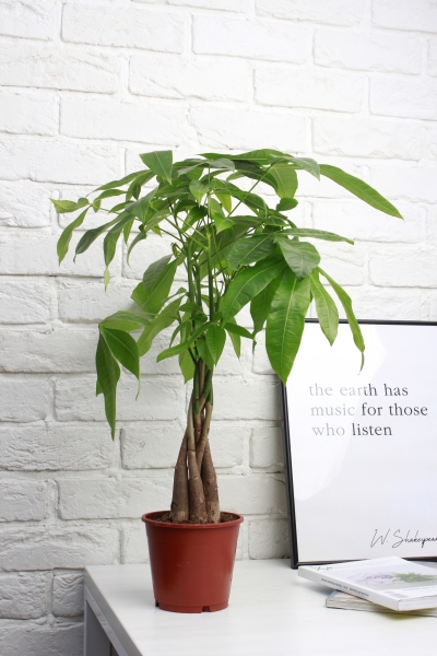 Пахира Акватика косичка 14/50 см в CUBE Color 16