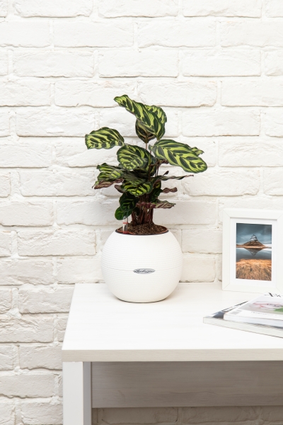 Калатея Макояна в PURO 20 Калатея Макояна в PURO 20