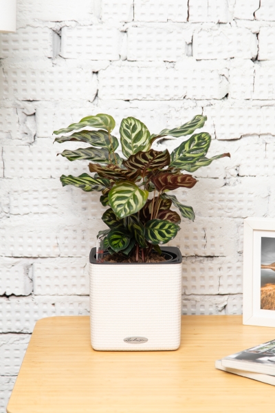 Калатея Макояна 14/45 см в CUBE COLOR 16 Калатея Макояна 14/45 см в CUBE COLOR 16