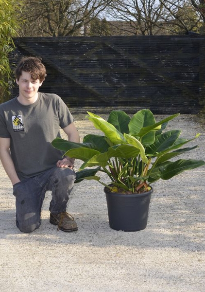 Филодендрон Империал Грин 27/80 см