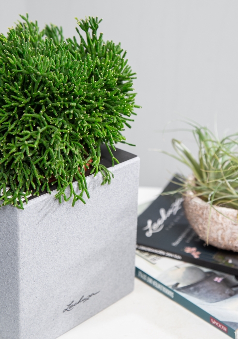 Рипсалис в CANTO Stone 14