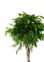 Фикус Амстел Кинг переплетенный 30/140 см в CLASSICO COLOR 43