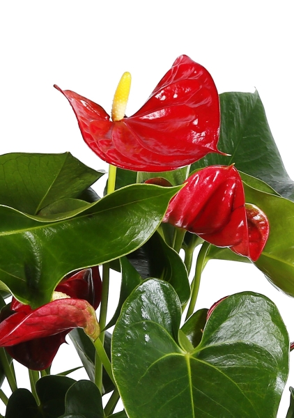 Антуриум Андрианум красный 12/40 см в CANTO STONE 14