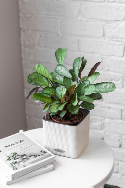 Ктенанта Амагрис в CUBE COLOR 14