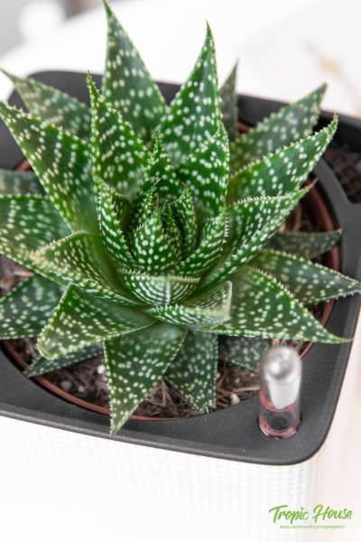 Алоэ Остистое 12/20 см Алоэ Остистое 12/20 см