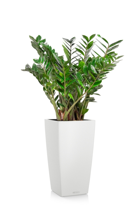 Замиокулькас 27/100 в CUBICO Color 30, белый