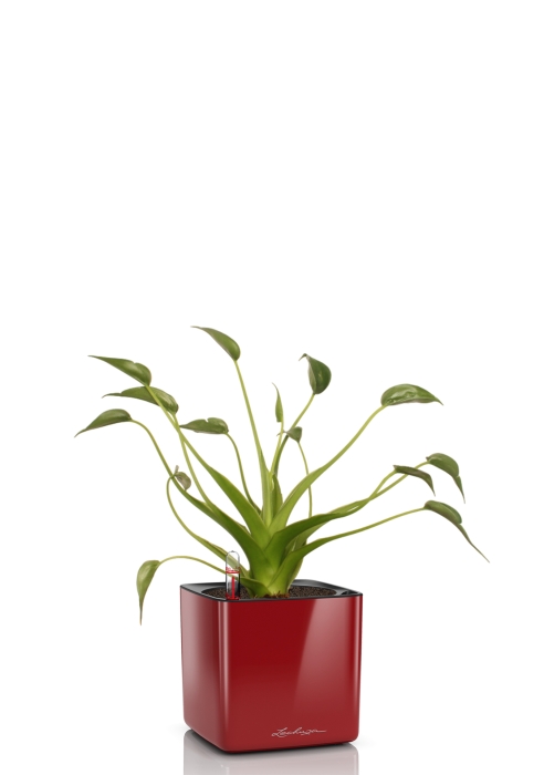 Алоказия Тину Дансер 12 см в CUBE Glossy 14