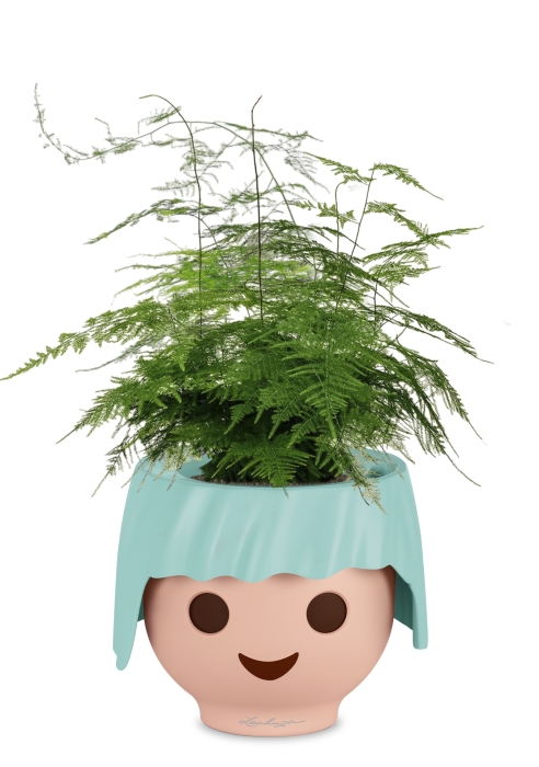 Аспарагус в OJO, голубой