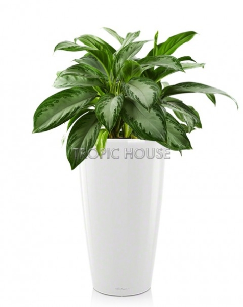 Аглаонема Сильвер Бей в RONDO 32
