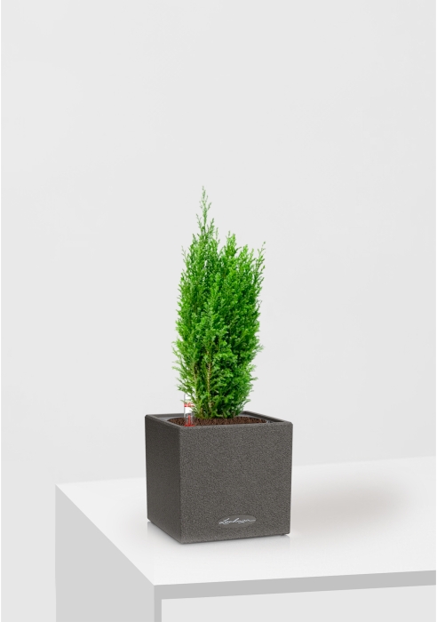 Кипарисовик микс 9 см в CANTO STONE 14
