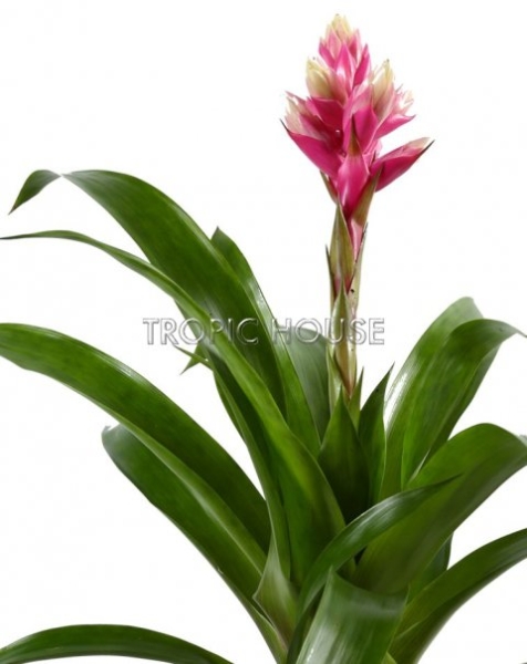 Гузмания Королевская розовая 13/55 см