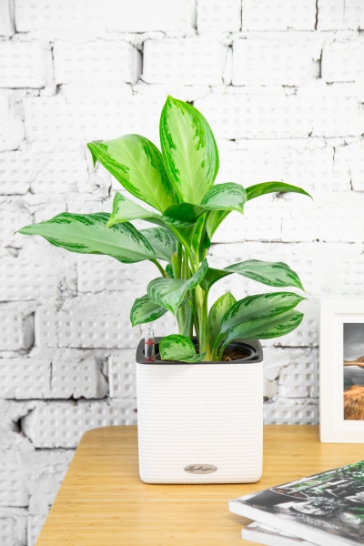 Аглаонема Сильвер Бей 14/40 см