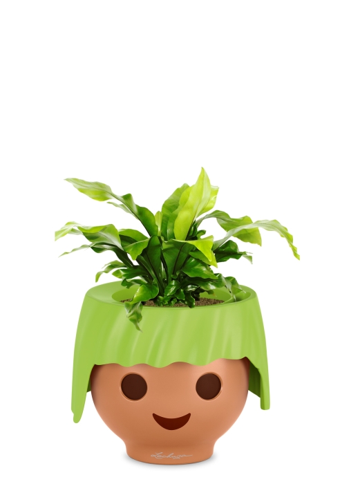 Асплениум Нидус 12/25 в OJO, зеленый