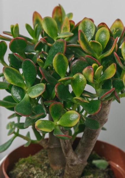 Крассула Овата Сансет 17/30 см
