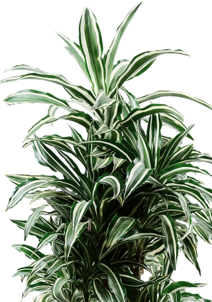 Драцена Варнески бранч 27/130 см в QUADRO LS 35 Драцена Варнески бранч 27/130 см в QUADRO LS 35