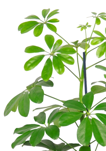 Шеффлера Нора 12/40 см в CUBE GLOSSY KISS 14