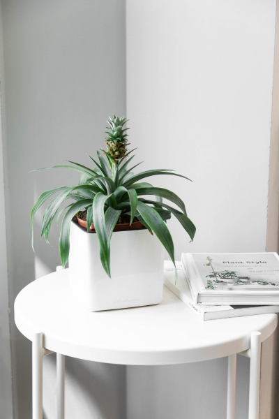 Ананас в CUBE GLOSSY 14