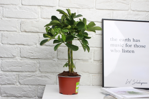 ШеффШеффлера Голд Капелла штамб 12/40 см в CLASSICO COLOR 18