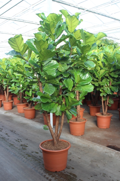 Фикус Лирата разветвленный 50/240 см Фикус Лирата разветвленный 50/240 см