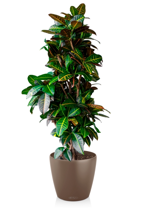 Кротон Петра в CLASSICO COLOR 35, мускатный