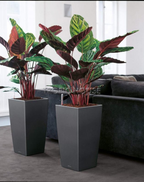 Кашпо LECHUZA CUBICO 40х75 см