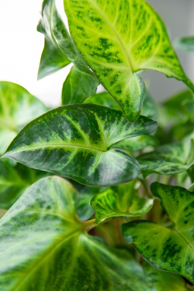 Сингониум в PURO 20