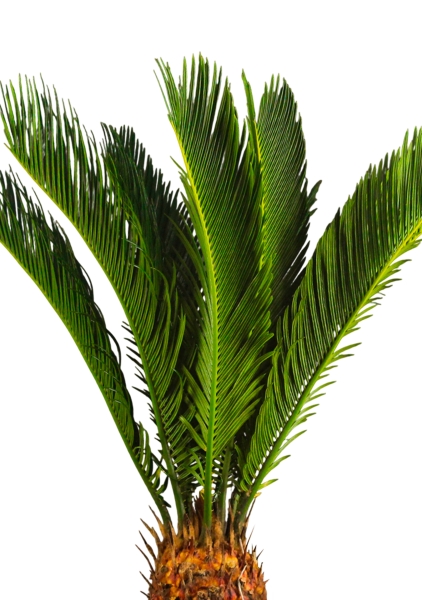 Цикас Революта 14/60 см в CUBE COLOR 16