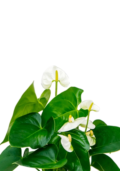 Антуриум Андрианум белый 12/40 см в PURO 20