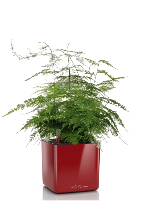 Аспарагус в CUBE GLOSSY 14, ярко-красный блестящий