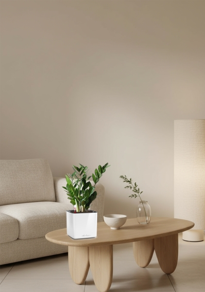 Замиокулькас 12/45 см в CUBE GLOSSY 14 Замиокулькас 12/45 см в CUBE GLOSSY 14