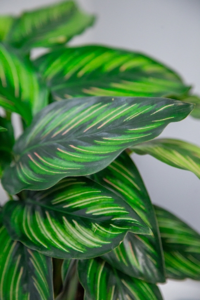 Калатея Принцепс 12/30 см