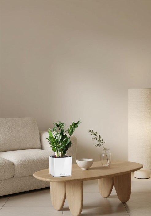 Замиокулькас 12/45 см в CUBE GLOSSY 14