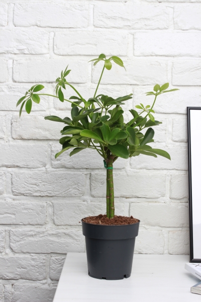 Шеффлера на стволе 14/45 см в CLASSICO COLOR 18