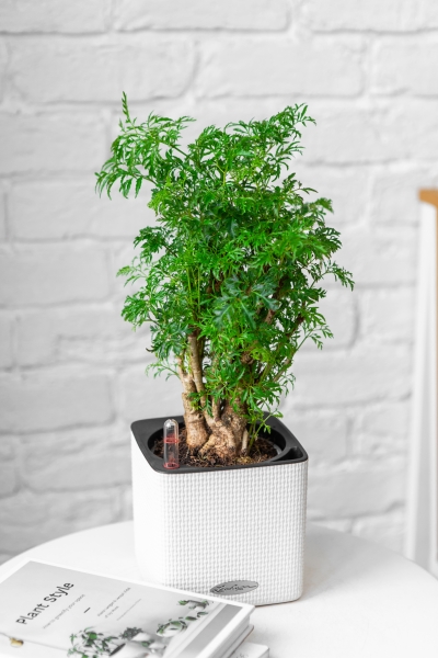 Полисциас в CUBE COLOR 14 Полисциас в CUBE COLOR 14