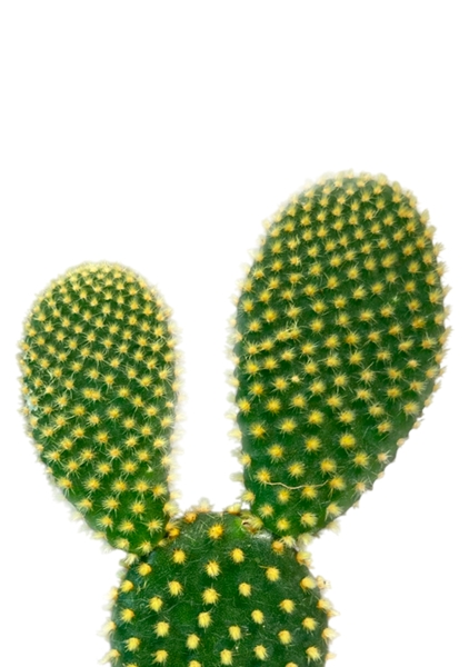 Опунция Мелковолосистая Паллида 6/12 см